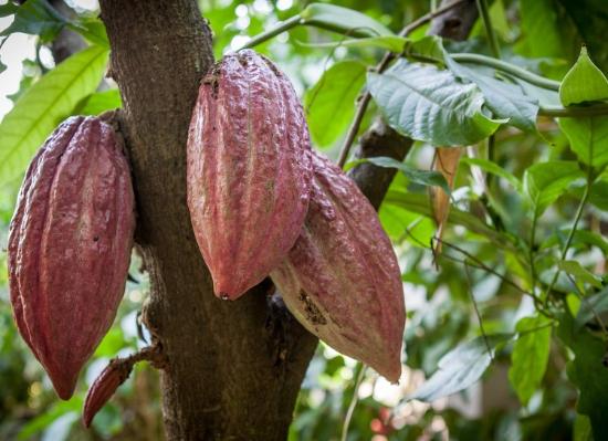 Какао - часть 4: органический и обычный