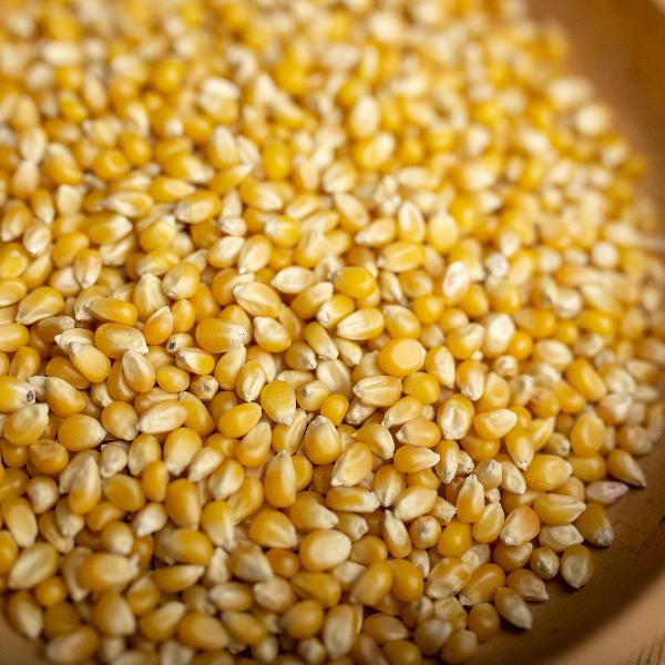 Кукуруза в зернах для попкорна